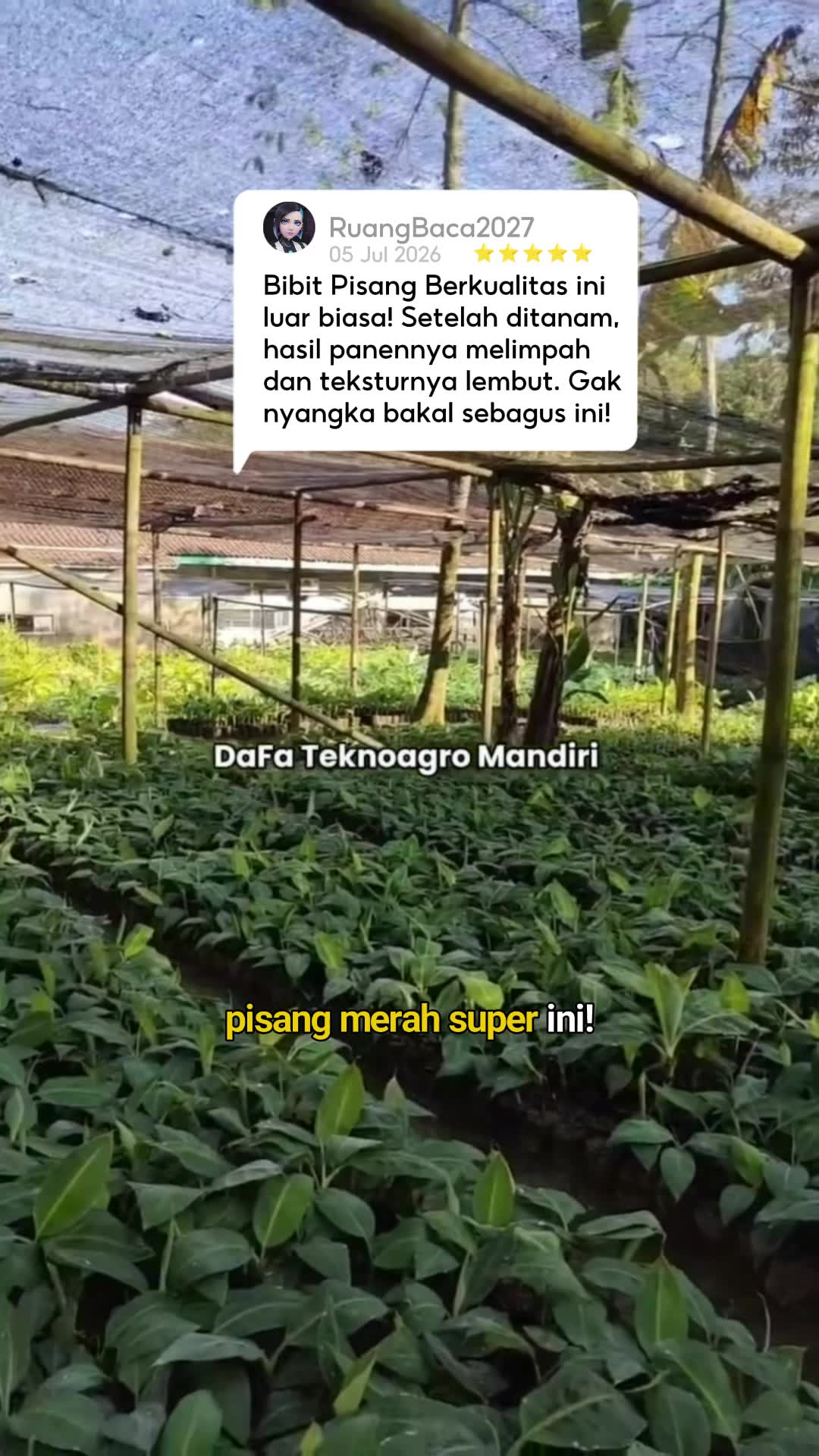 Bibit pisang merah super #pisangmerahsuper #RacunShopee